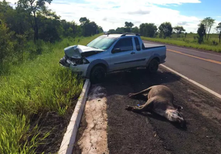 MS e mais 5 estados t&ecirc;m legisla&ccedil;&atilde;o espec&iacute;fica para atropelamentos de fauna