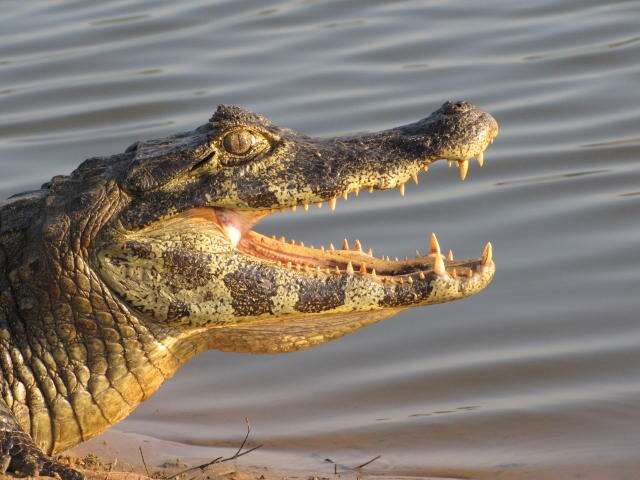 Idoso &eacute; flagrado com carne de jacar&eacute;-do-pantanal em embarca&ccedil;&atilde;o no Rio Paraguai