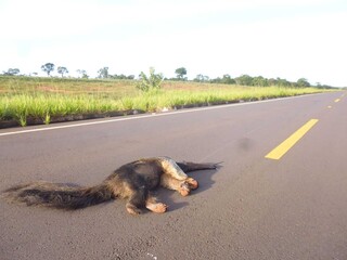 Livro do DNIT usa caso de MS para orientar prote&ccedil;&atilde;o da fauna nas BRs