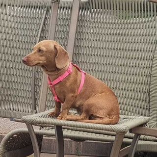 "Salsichinha" Mel desaparece e fam&iacute;lia faz apelo para encontr&aacute;-la 