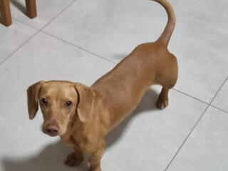 "Salsichinha" Mel desaparece e fam&iacute;lia faz apelo para encontr&aacute;-la 