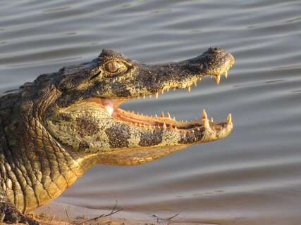 Idoso &eacute; flagrado com carne de jacar&eacute;-do-pantanal em embarca&ccedil;&atilde;o no Rio Paraguai