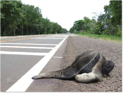 Livro do DNIT usa caso de MS para orientar prote&ccedil;&atilde;o da fauna nas BRs