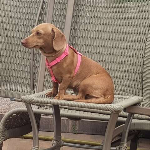 "Salsichinha" Mel desaparece e fam&iacute;lia faz apelo para encontr&aacute;-la 