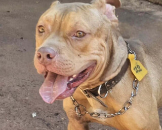 CCZ procura fam&iacute;lia de pitbull ferido e lembra de outros c&atilde;es para ado&ccedil;&atilde;o