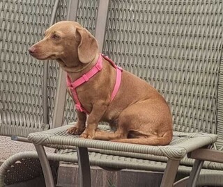 Senado aprova guarda compartilhada de pets ap&oacute;s separa&ccedil;&atilde;o de casal