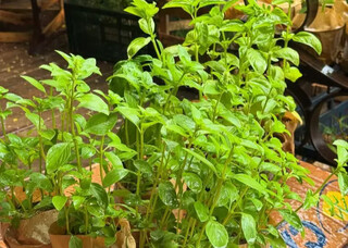 S&aacute;bado &eacute; dia de Feira de Mudas, Festa do Peixe e Desapega CG