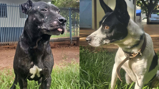 CCZ procura fam&iacute;lia de pitbull ferido e lembra de outros c&atilde;es para ado&ccedil;&atilde;o