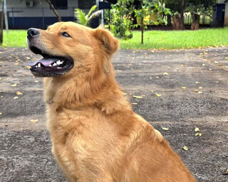 CCZ procura fam&iacute;lia de pitbull ferido e lembra de outros c&atilde;es para ado&ccedil;&atilde;o