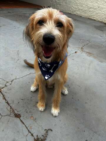 Quem fica com o pet após o divórcio? Disputa já virou realidade