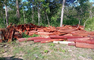 Ibama apreende madeira nobre extra&iacute;da de forma ilegal em Terra Ind&iacute;gena Kadiw&eacute;u