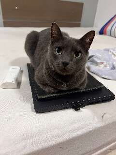 Viu o Miu? Tutor busca por gato desaparecido no Jardim S&atilde;o Bento