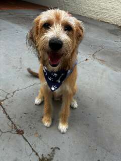 Quem fica com o pet ap&oacute;s o div&oacute;rcio? Disputa j&aacute; virou realidade