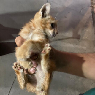 Miado desesperado exige resgate de bombeiros de gatinho na roda de ve&iacute;culo