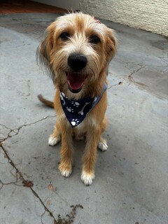 Quem fica com o pet ap&oacute;s o div&oacute;rcio? Disputa j&aacute; virou realidade