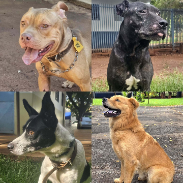 CCZ procura fam&iacute;lia de pitbull ferido e lembra de outros c&atilde;es para ado&ccedil;&atilde;o