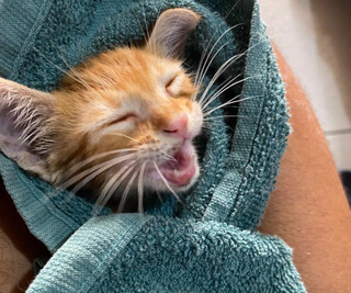 Miado desesperado exige resgate de bombeiros de gatinho na roda de ve&iacute;culo