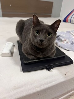 Viu o Miu? Tutor busca por gato desaparecido no Jardim S&atilde;o Bento