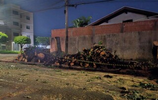 Morador na Vila Bandeirantes se surpreende com poda dr&aacute;stica de 6 &aacute;rvores