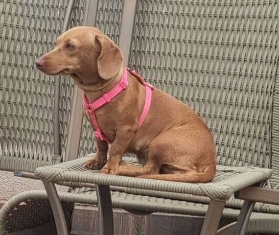 Senado aprova guarda compartilhada de pets ap&oacute;s separa&ccedil;&atilde;o de casal