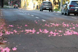 Além de exuberantes, paineiras combatem enchentes e alimentam a fauna da Capital Além de exuberantes, paineiras combatem enchentes e alimentam a fauna da Capital