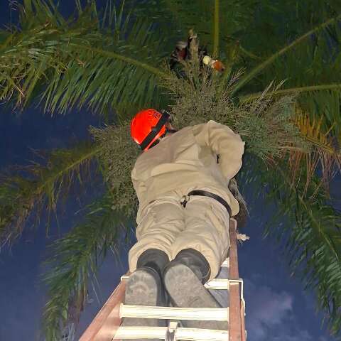 Tucano com pata enroscada na linha de pipa &eacute; resgatado em Corumb&aacute;