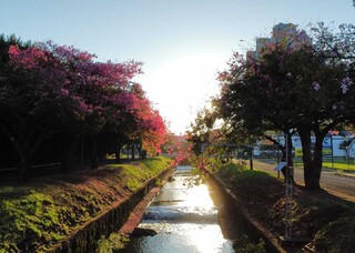 Além de exuberantes, paineiras combatem enchentes e alimentam a fauna da Capital Além de exuberantes, paineiras combatem enchentes e alimentam a fauna da Capital