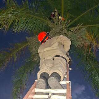 Tucano com pata enroscada na linha de pipa &eacute; resgatado em Corumb&aacute;