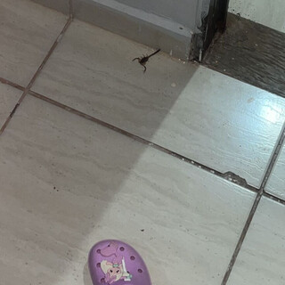 Mãe relata falta de informações sobre soro contra escorpiões na Capital Mãe relata falta de informações sobre soro contra escorpiões na Capital