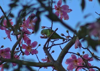 Além de exuberantes, paineiras combatem enchentes e alimentam a fauna da Capital Além de exuberantes, paineiras combatem enchentes e alimentam a fauna da Capital