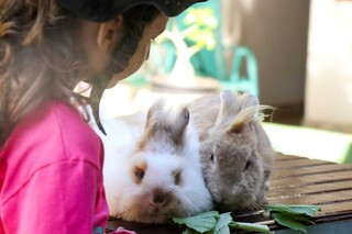 Amora n&atilde;o era o coelho da P&aacute;scoa, mas era fam&iacute;lia e agora &eacute; saudade