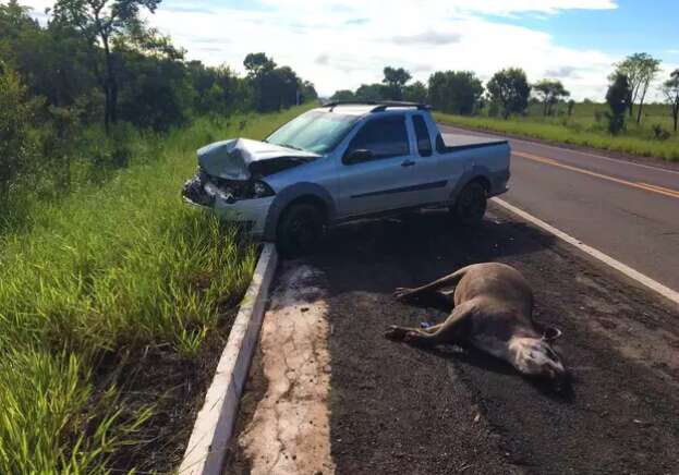 MS e mais 5 estados t&ecirc;m legisla&ccedil;&atilde;o espec&iacute;fica para atropelamentos de fauna