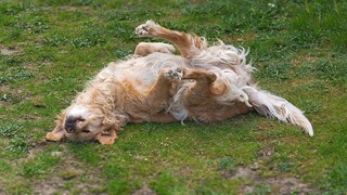 Por que c&atilde;es rolam na carni&ccedil;a? veterin&aacute;rio explica h&aacute;bito &ldquo;estranho&rdquo;