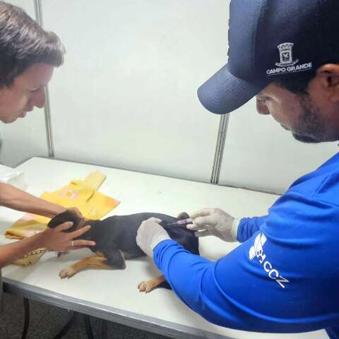 Sesau confirma 5&ordm; caso de raiva em morcego e pede vacina&ccedil;&atilde;o de pets