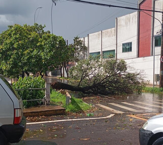 &Aacute;rvore cai no Centro e Av. Mascarenhas de Moraes alaga durante chuva r&aacute;pida