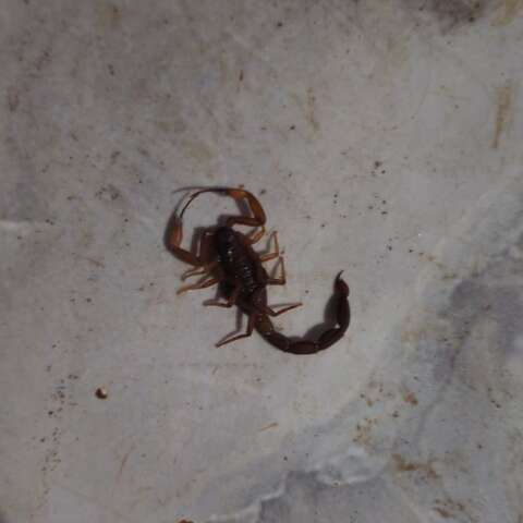 M&atilde;e relata falta de informa&ccedil;&otilde;es sobre soro contra escorpi&otilde;es na Capital