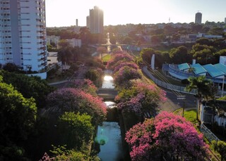 Além de exuberantes, paineiras combatem enchentes e alimentam a fauna da Capital Além de exuberantes, paineiras combatem enchentes e alimentam a fauna da Capital
