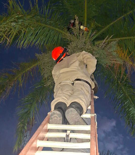 Tucano com pata enroscada na linha de pipa é resgatado em Corumbá Tucano com pata enroscada na linha de pipa é resgatado em Corumbá