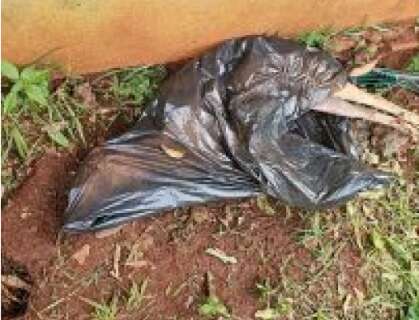 Cadela &eacute; encontrada morta em saco de lixo e tutora presa por maus-tratos