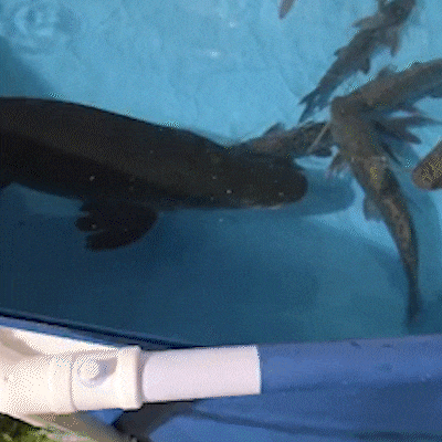 Pirarucu que pulou de carro em movimento ganha nome e vai morar no Bioparque