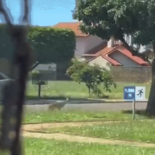 Veado &eacute; resgatado ap&oacute;s provocar correria no Centro de S&atilde;o Gabriel do Oeste