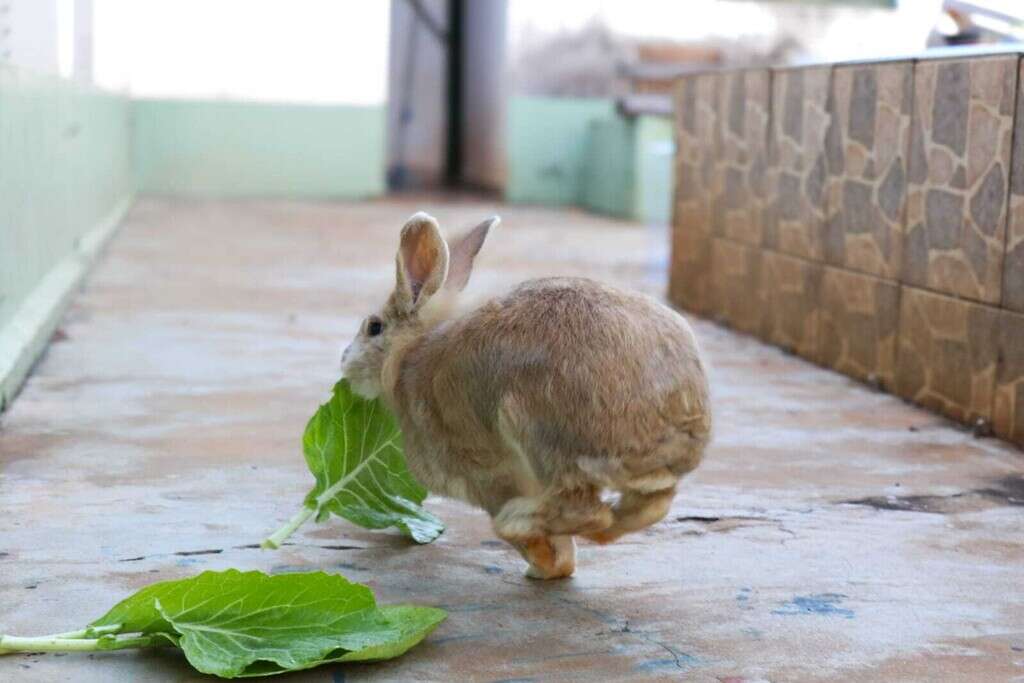 Amora não era o coelho da Páscoa, mas era família e agora é saudade