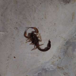 M&atilde;e relata falta de informa&ccedil;&otilde;es sobre soro contra escorpi&otilde;es na Capital