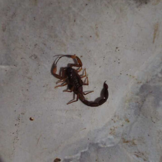 Mãe relata falta de informações sobre soro contra escorpiões na Capital Mãe relata falta de informações sobre soro contra escorpiões na Capital