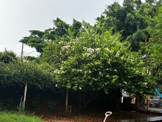 Chuva acompanhada de vento forte muda a cara do sábado na Capital Chuva acompanhada de vento forte muda a cara do sábado na Capital