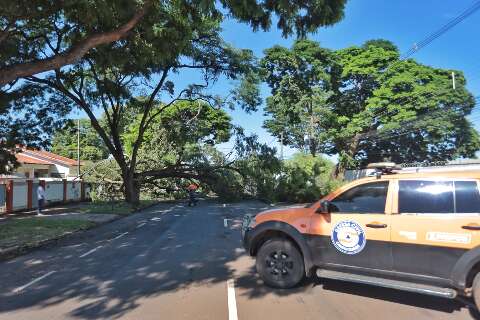 Galho de &aacute;rvore cai em temporal e interdita avenida no bairro Amambai