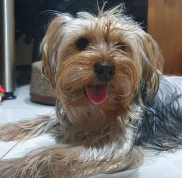 &Uacute;ltima &ldquo;mem&oacute;ria&rdquo; de tia falecida, cadela Juju &eacute; procurada por fam&iacute;lia da Capital