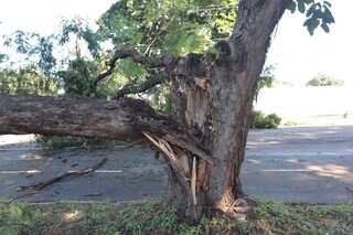 Galho de árvore gigante cai em temporal e interdita avenida no bairro Amambai Galho de árvore gigante cai em temporal e interdita avenida no bairro Amambai