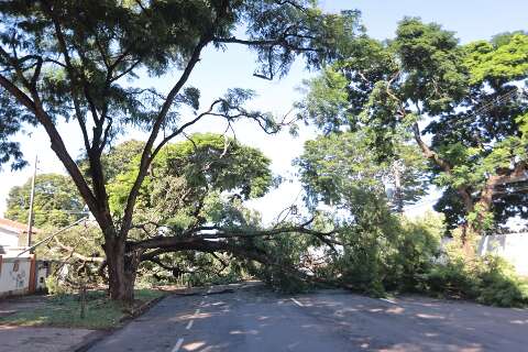 Galho de &aacute;rvore gigante cai em temporal e interdita avenida no bairro Amambai