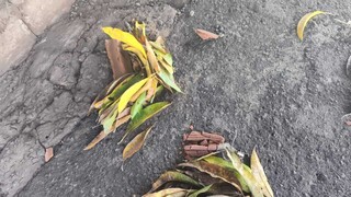 Homem espancado com tijolos e pauladas morre após dar entrada na Santa Casa Homem espancado com tijolos e pauladas morre após dar entrada na Santa Casa